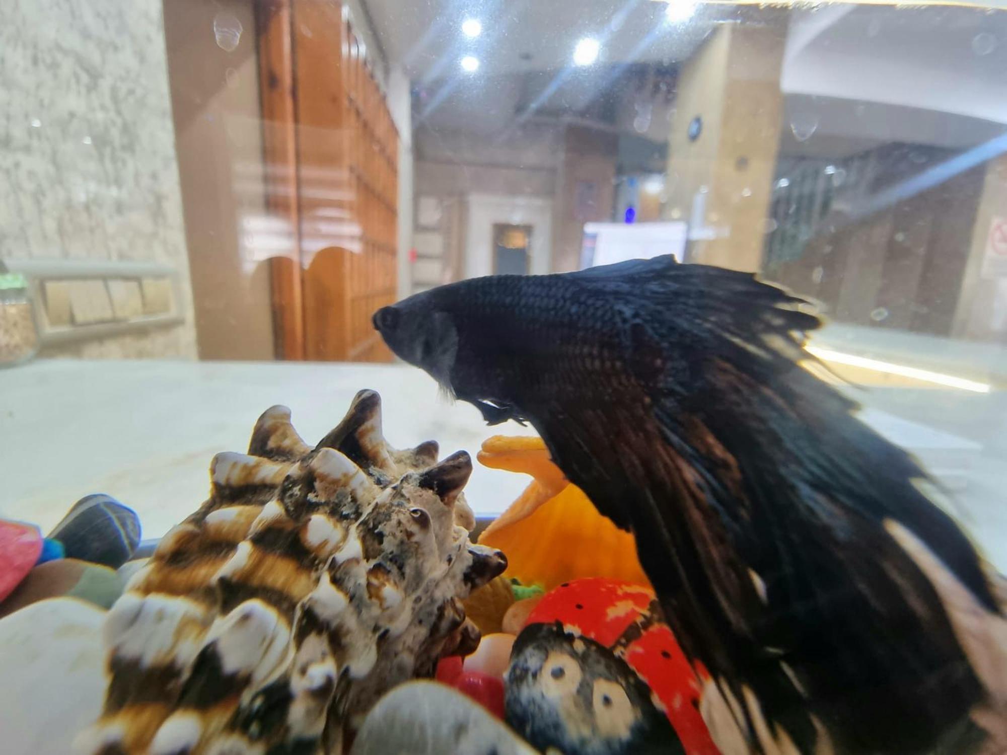 Perlo Hotel City Antalya Dış mekan fotoğraf